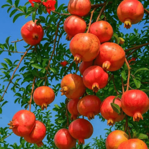 ১২ পিচ চারার কম্বো প্যাকেজ